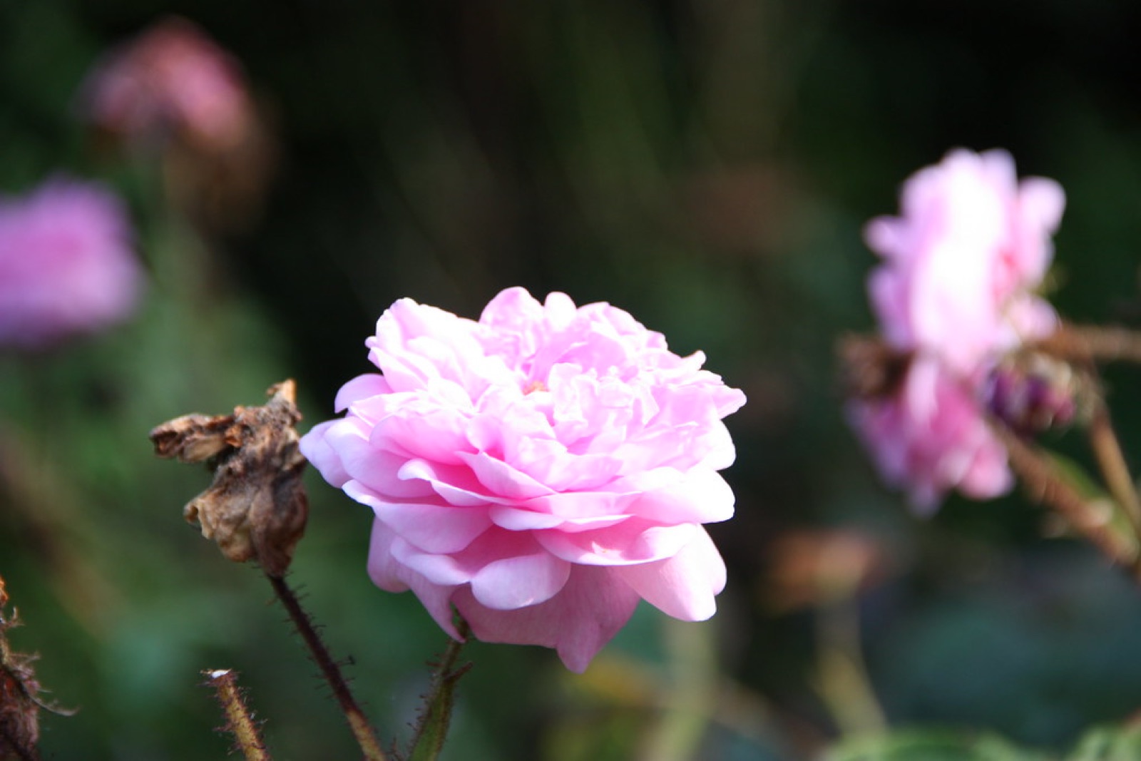 維多利亞公園植物園